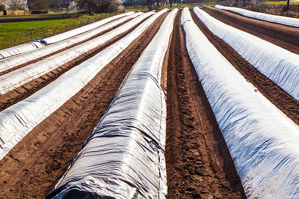 istock field of asparagus in spring covered with foil 477153323