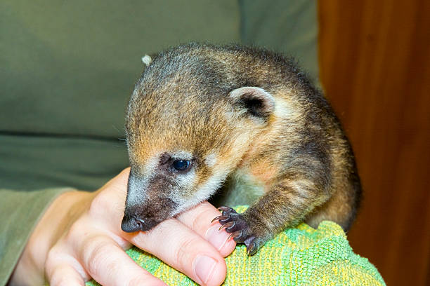 istock South American coati (Nasua nasua) baby 477153544