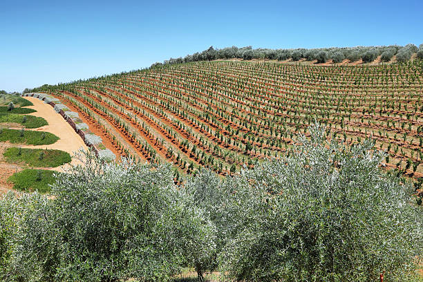 istock Vineyards landscape from Delaire Graff state 477153938