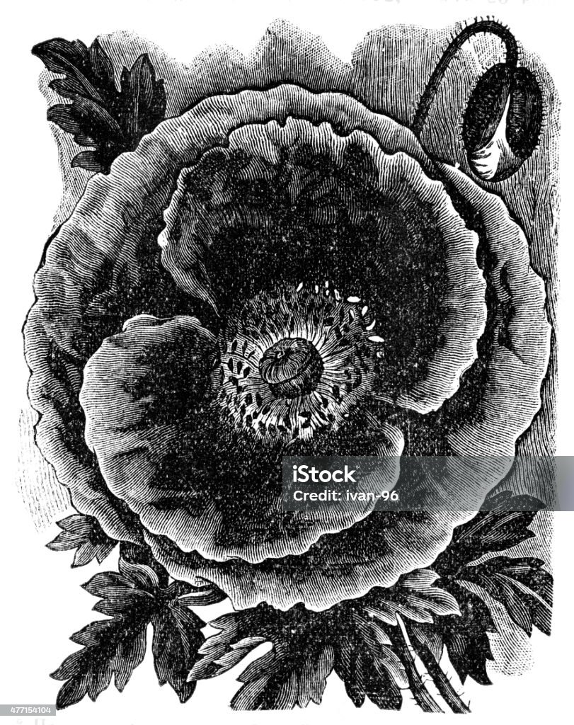 Poppy, papaver Engraved illustration of Poppy, papaver flowers  19th Century stock illustration