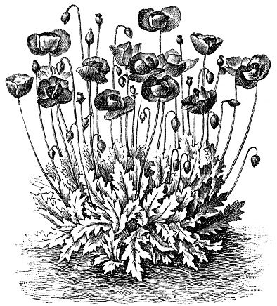 Engraved illustration of Poppy, papaver flowers 