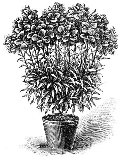 erysimum cheiri Engraved illustration of erysimum cheiri flowers  erysimum stock illustrations