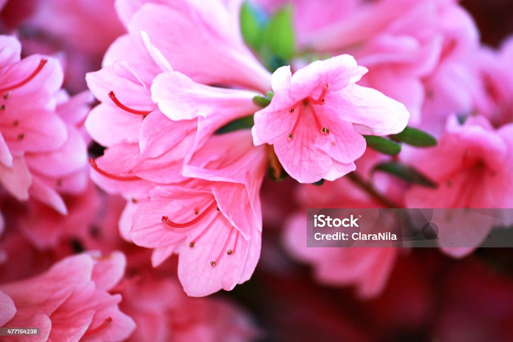 Japanese Azalea pink "Kermesina Rose" on Lago Maggiore Italy, close-up Japanese Azalea 'Kermesina Rose' green background under blue sky on Lago Maggiore Italy in Spring. close-up 2015 Stock Photo