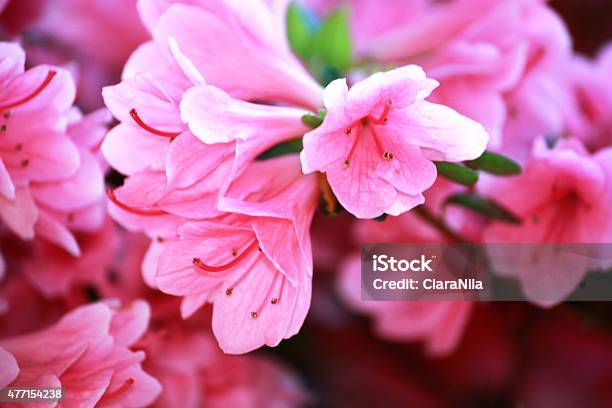 Japanese Azalea Pink Kermesina Rose On Lago Maggiore Italy Closeup Stock Photo - Download Image Now