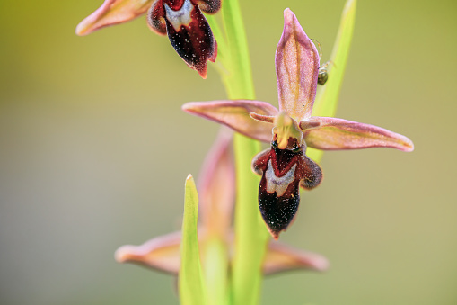 Rare Wild Hybrid Bee Spider Orchid, Ophrys luizetii