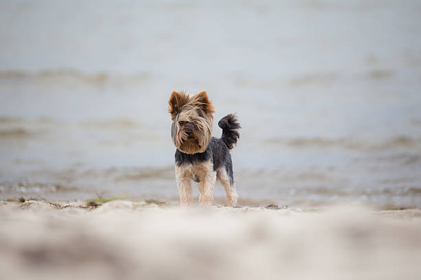istock Yorkshire terrier and the Sea 477157746