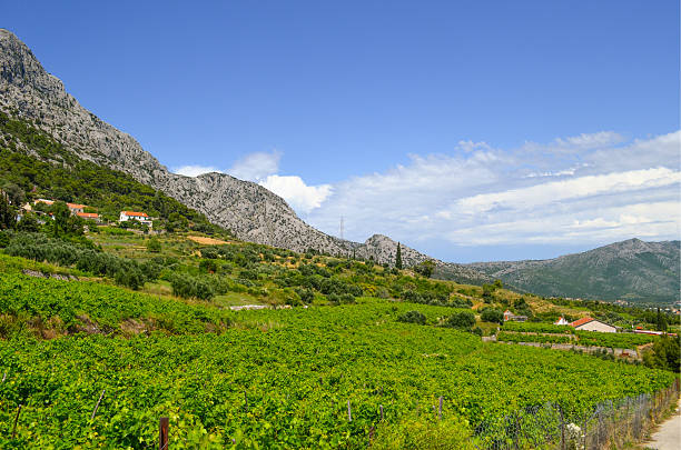 istock Mediterranean landscape with a country vineyard 477157798
