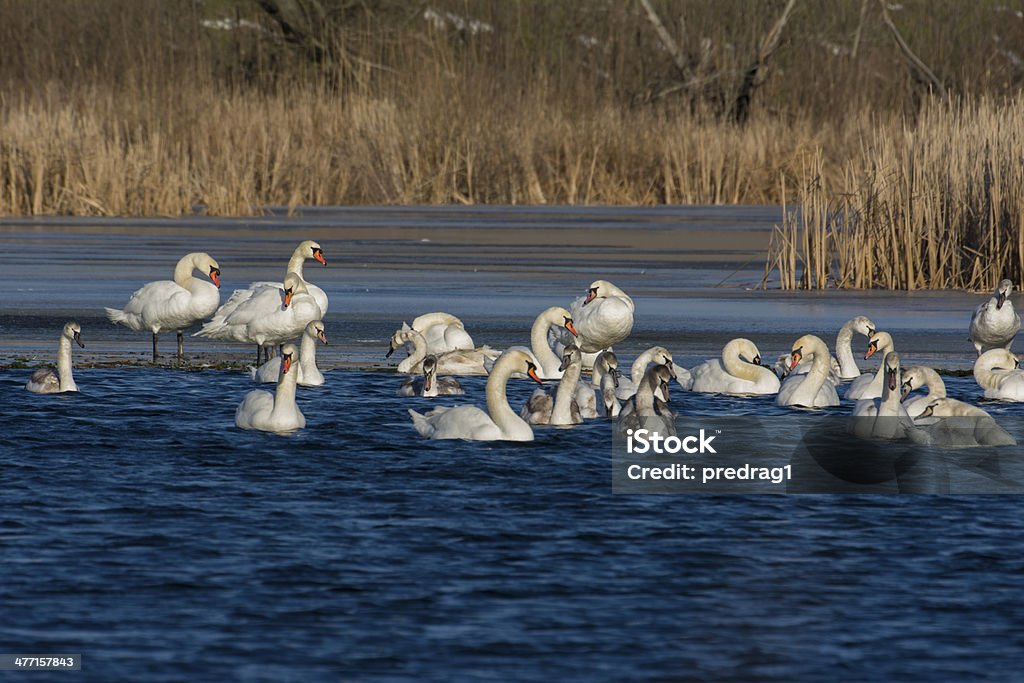 Mute Swan Animal Neck Stock Photo