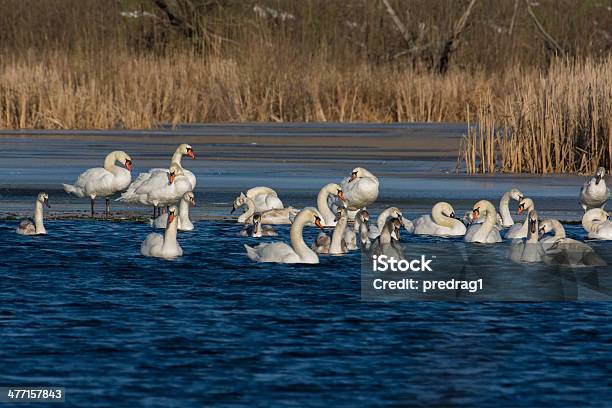 Mute Swan Stock Photo - Download Image Now - Animal Neck, Animal Wildlife, Animals In The Wild