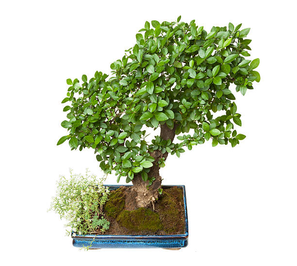 Privet bonsai privet bonsai isolated on white background with clipping path chinese banyan bonsai stock pictures, royalty-free photos & images
