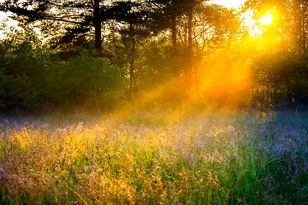 paisaje rural con los rayos de sol en un prado - meadow sunrise fog sky fotografías e imágenes de stock