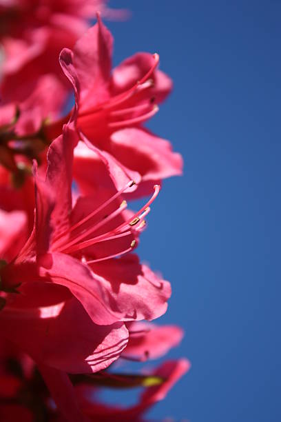 Japanese azaleas \