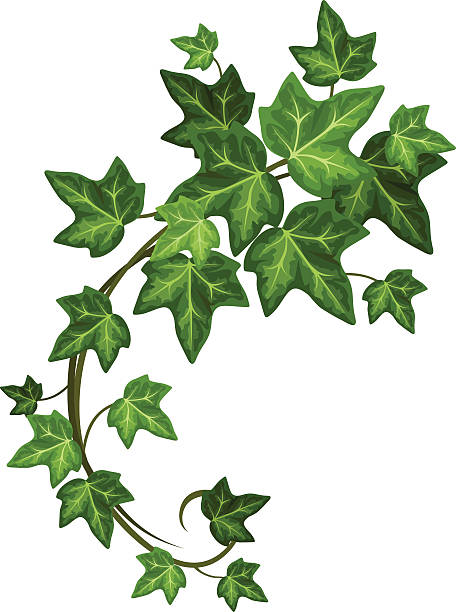 Ivy branch. Vector illustration. Vector green ivy branch isolated on a white background. ivy leaf clip art stock illustrations