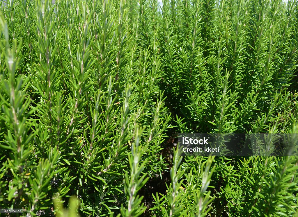 Green rosemary bush. Natural kitchen herb, rosemary plant. Close-up in the garden. 2015 Stock Photo