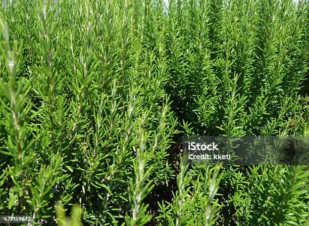 Green Rosemary Bush Stock Photo - Download Image Now - 2015, Agriculture, Aromatherapy