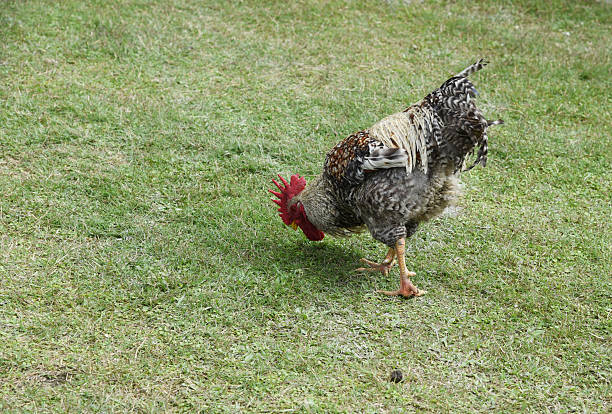 istock closed up the chicken in the backyard 477160210
