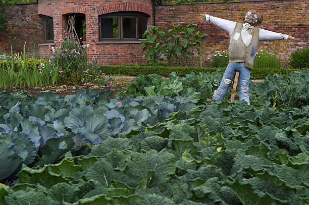 Scarecrow stands guard over cabbages, Tatton Park, Knutsford