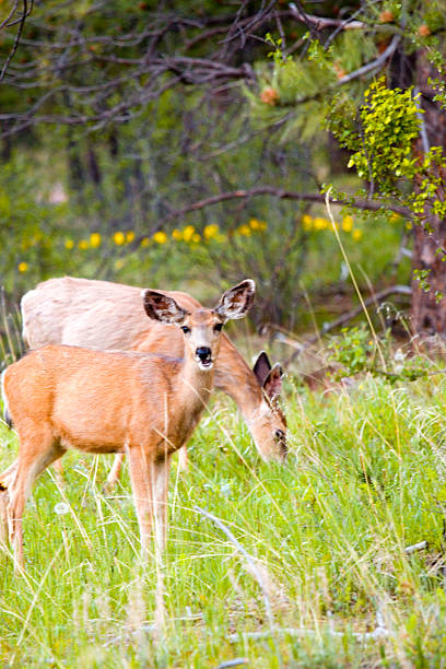 istock Pair of mule deer in Pike National Forest 477162402