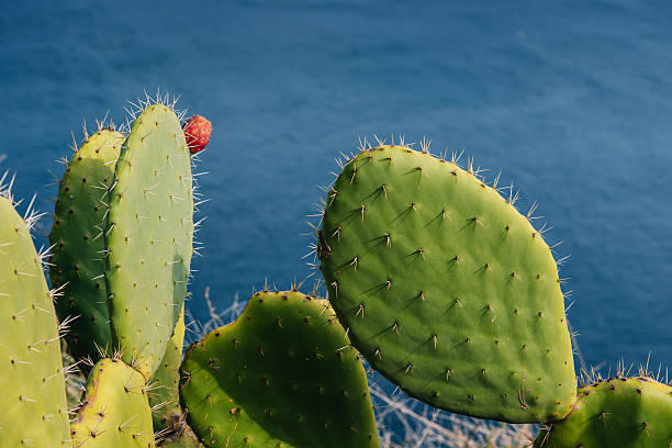 couple d'âge mûr barbed cactus contre l'eau et des fruits frais - santas cap photos et images de collection