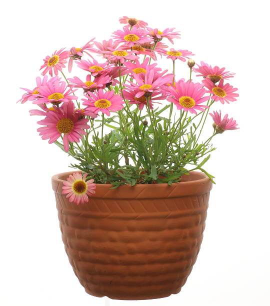 istock Pink marguerite in a flowerpot 477163144