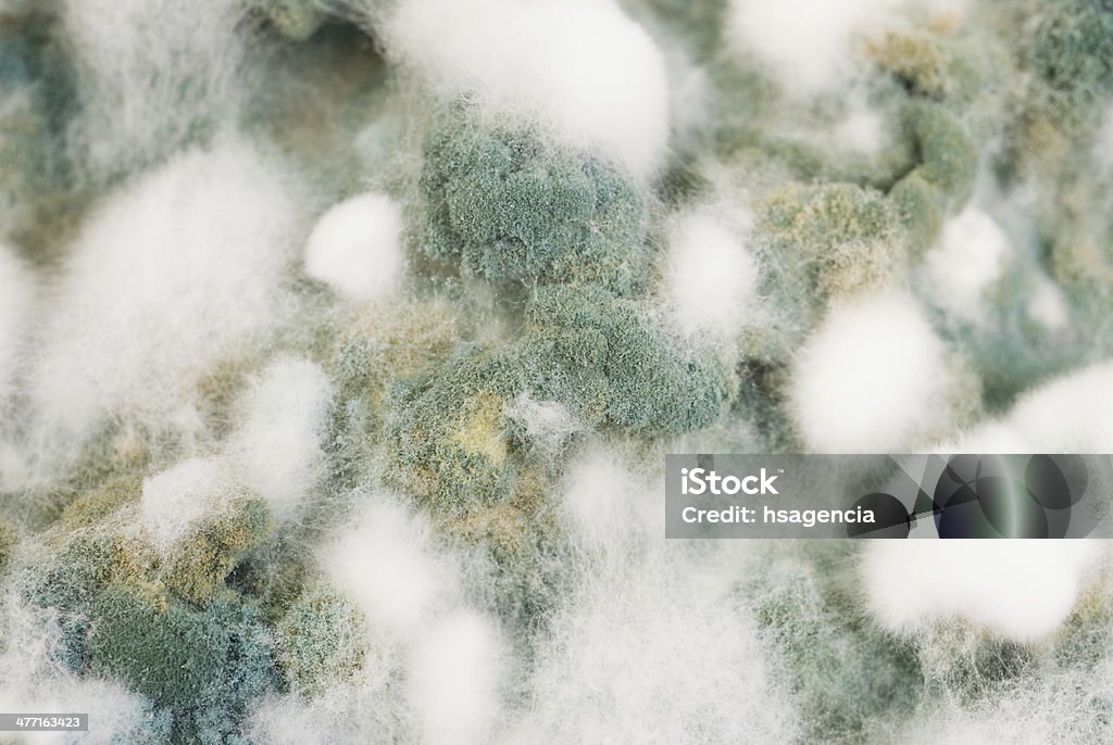 mold fondo macro shot - Foto de stock de Abstracto libre de derechos