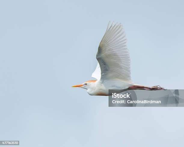Cattle Egret In Flight Stock Photo - Download Image Now - Cattle Egret, Animals Hunting, 2015