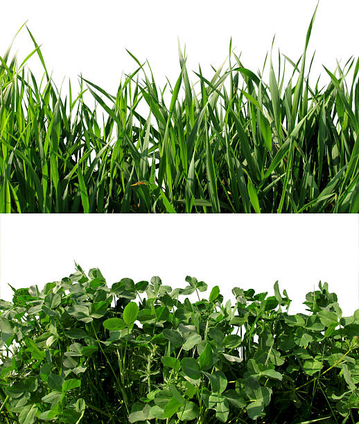 Background: clover and wheat grass. stock photo