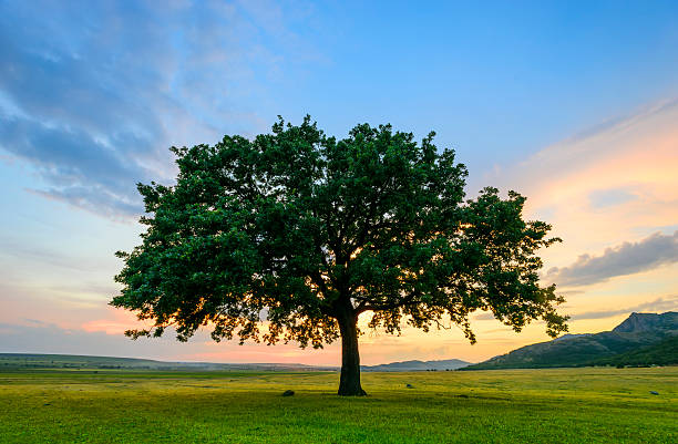 istock Beautiful Oak at the sunset 477164218