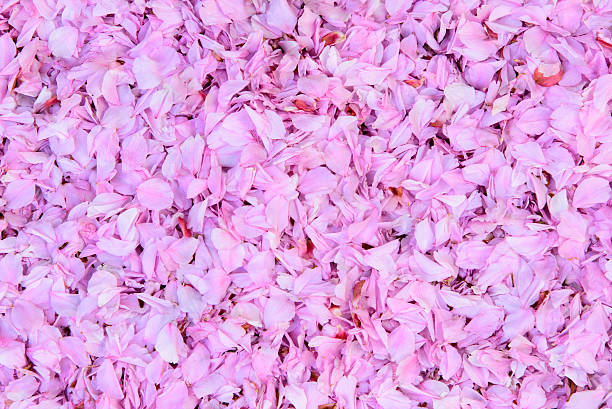istock Cherry flower leaves all over (close-up) 477164590