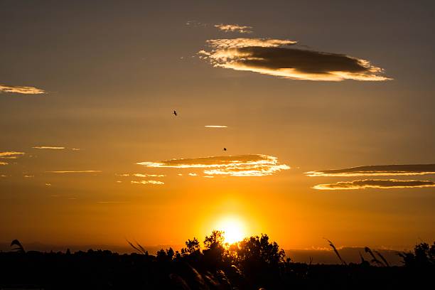 istock Camargue, French 477165192