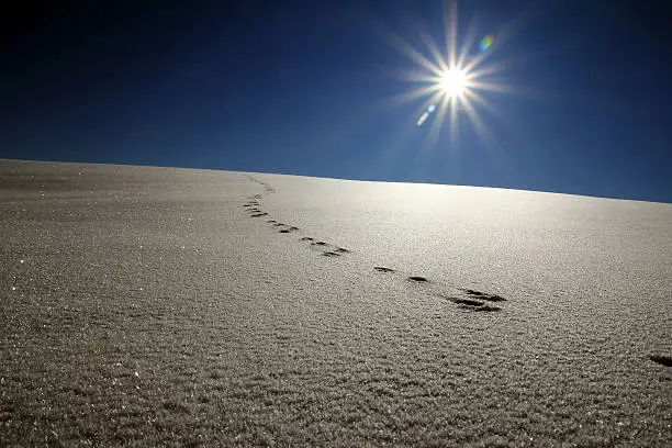 animal tracks in sparkling snow