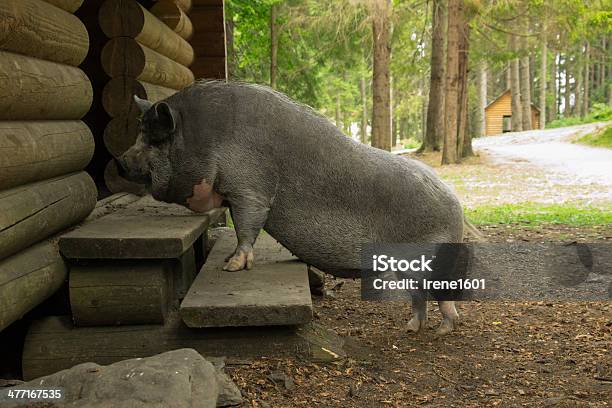 Porco Na Soleira De Porta - Fotografias de stock e mais imagens de Casa de Quinta - Casa de Quinta, Agricultura, Animal