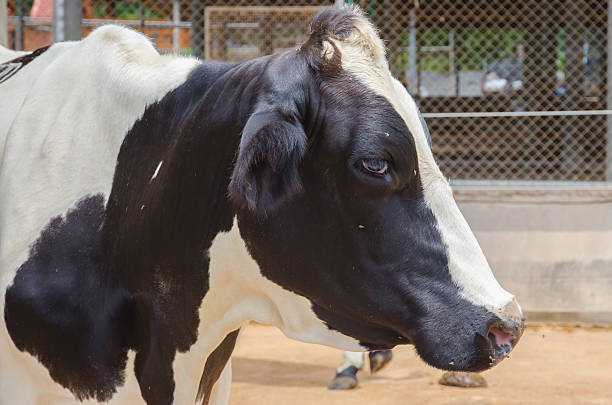 istock Close up of Cow Head. 477167942