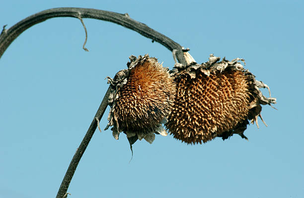 istock Withered sunflower droop in the field 477168044