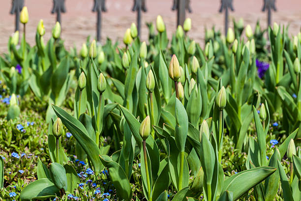 Tulips in a garden