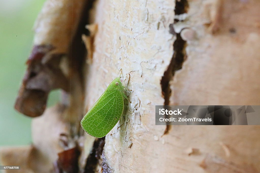 Planthopper on River Birch Tree 2015 Stock Photo