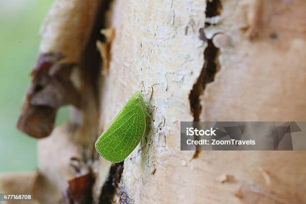 Planthopper On River Birch Tree Stock Photo - Download Image Now - 2015, Birch Tree, Horizontal