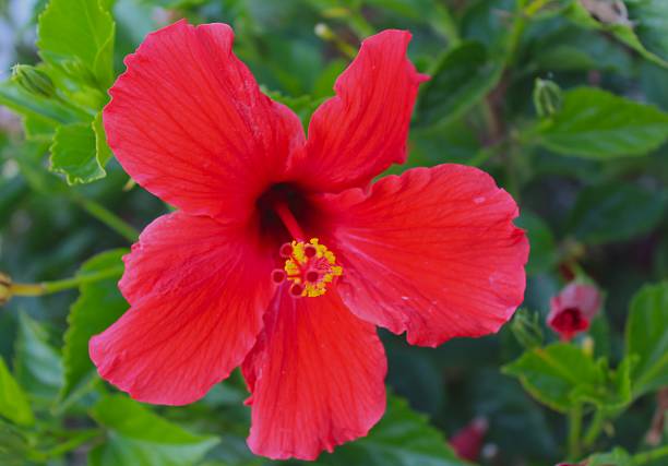 istock Glwoing red hibiscus flower 477169076