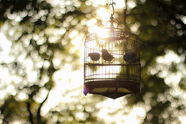 istock The Birdcage in Hong Kong 477169144