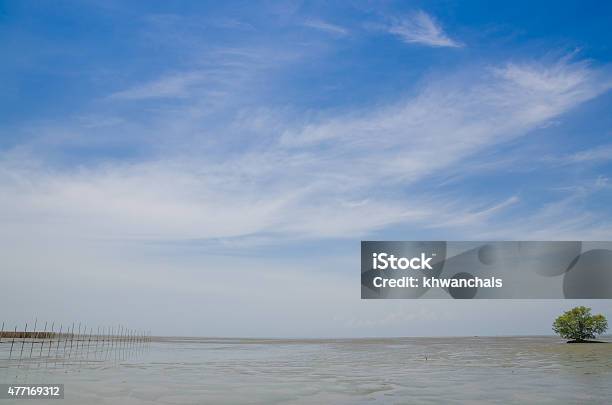 Alone Mangrove Tree Grows In The Shallow Water Stock Photo - Download Image Now - 2015, Abstract, Accessibility