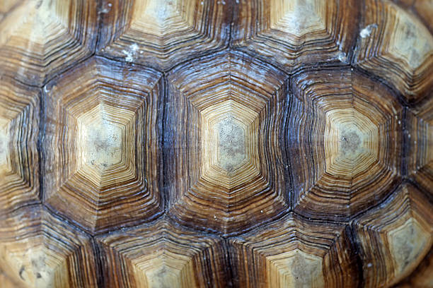 istock african spurred tortoise or geochelone sulcata shell 477169404