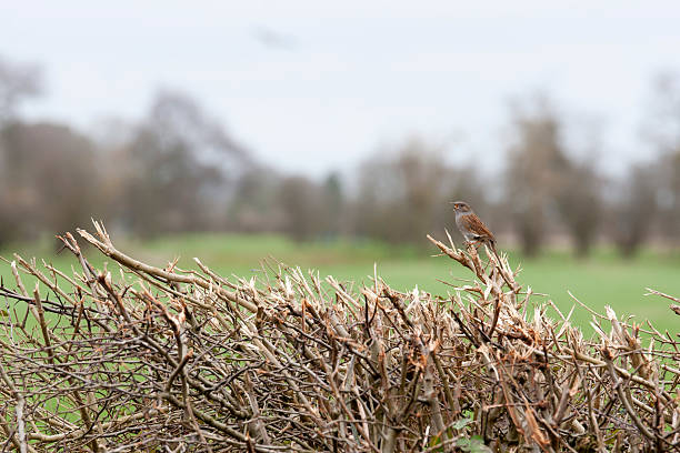 istock Female house sparrow 477169895