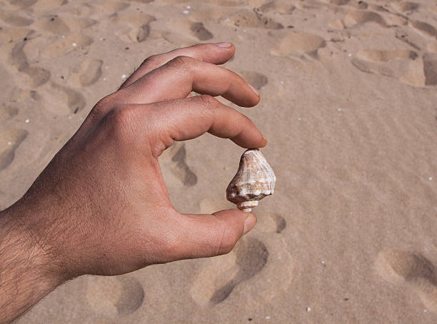 istock holding sea shell with fingers 477170574
