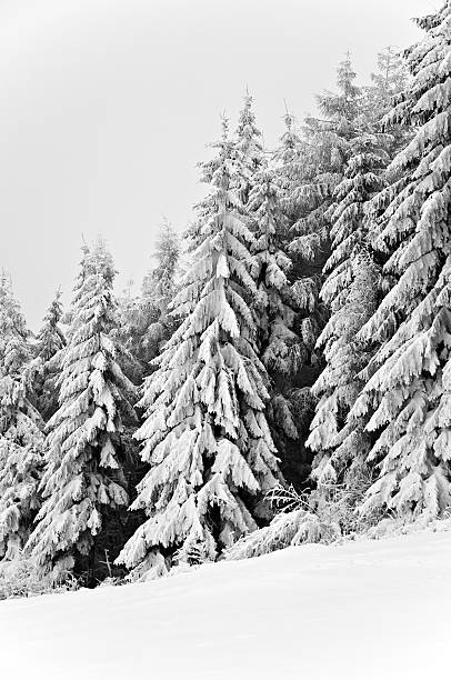 istock Winter in the mountain forest in black and white 477171859