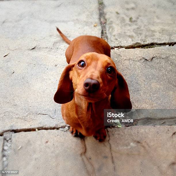 Obedient Dog Stock Photo - Download Image Now - Dachshund, Dog, High Angle View
