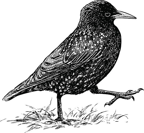 striding starling Vector image of a hand drawn walking starling. starling stock illustrations