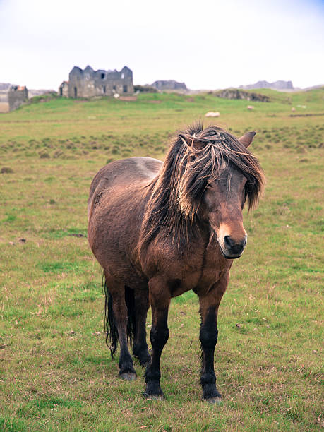 istock Icelandic horse on the meadow 477174082
