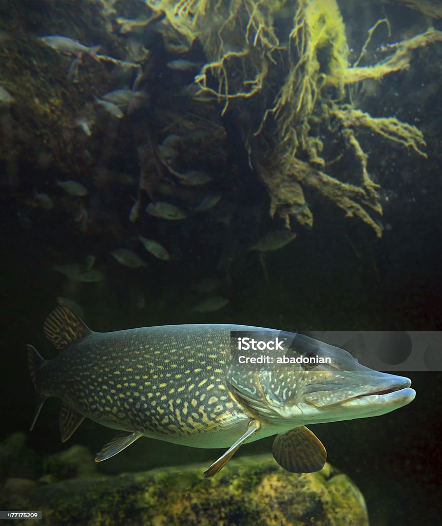 The Northern Pike (Esox Lucius). Underwater photo of a big Northern Pike (Esox Lucius). Northern Pike Stock Photo