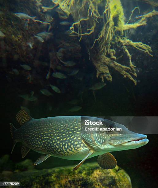 The Northern Pike Stock Photo - Download Image Now - Northern Pike, Fish, Pike - Fish