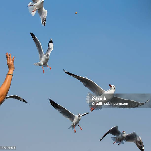 Photo libre de droit de Mouettes Volant En Action À Bangpoo Thaïlande banque d'images et plus d'images libres de droit de Animaux à l'état sauvage - Animaux à l'état sauvage, Bec, Bleu